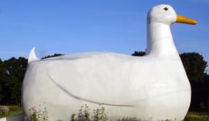 Big Duck